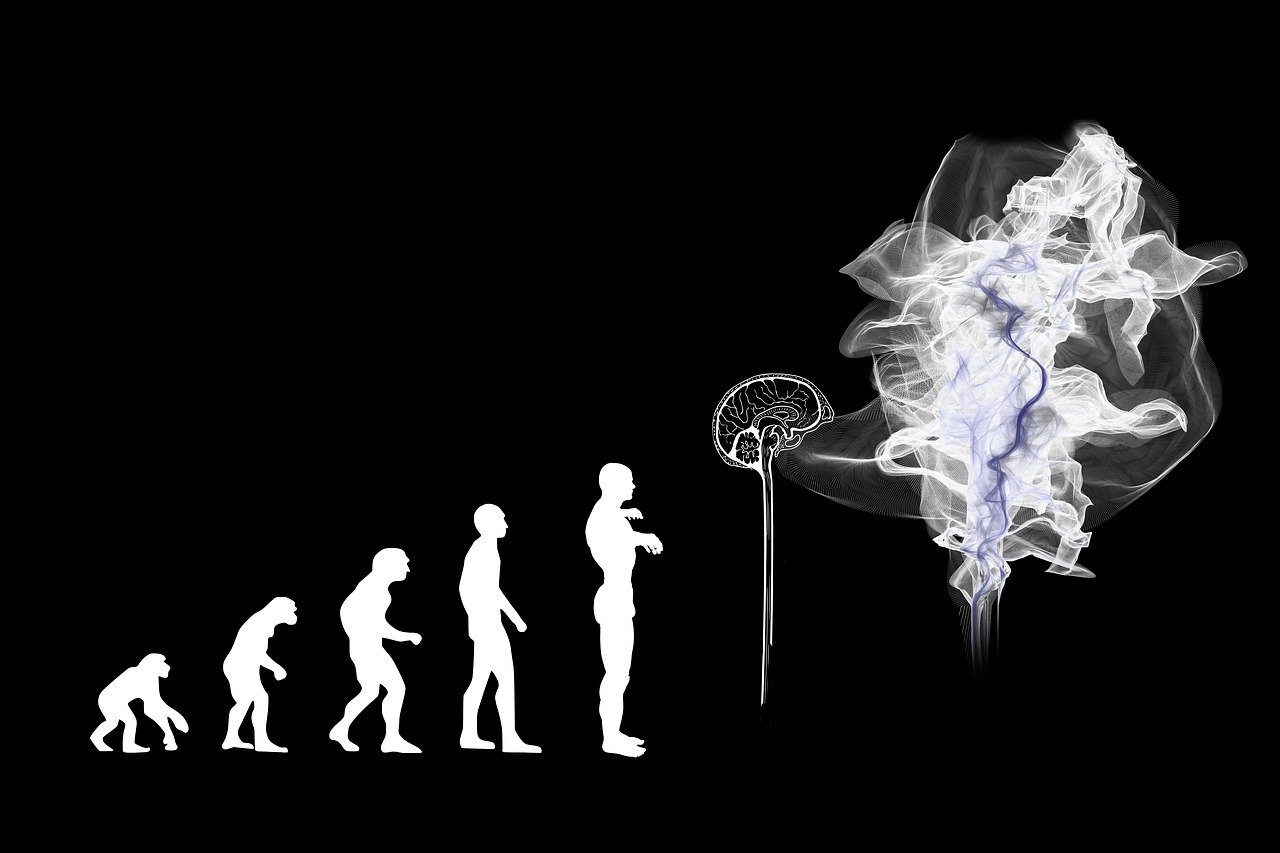 Notre cerveau a rétréci de l’équivalent d’une balle de tennis !